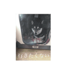 柴犬日和さくらこうめこ（個別スタンプ：1）