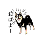 柴犬ハルくんのつぶやき（個別スタンプ：1）