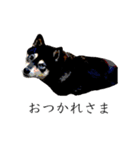 柴犬ハルくんのつぶやき（個別スタンプ：31）