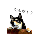 柴犬ハルくんのつぶやき（個別スタンプ：40）