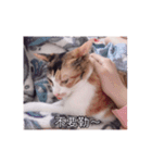 A cat called Beibei（個別スタンプ：3）