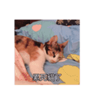 A cat called Beibei（個別スタンプ：4）