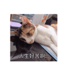 A cat called Beibei（個別スタンプ：7）