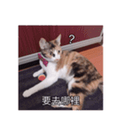 A cat called Beibei（個別スタンプ：9）