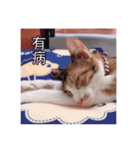 A cat called Beibei（個別スタンプ：10）