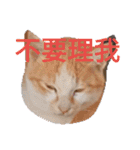 Cat James（個別スタンプ：11）