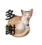 Cat James（個別スタンプ：14）