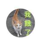 Cat James（個別スタンプ：16）