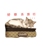 Baby Cats' New.（個別スタンプ：14）