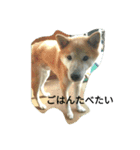 柴犬風のごん（個別スタンプ：6）