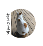 ねこちゃますのスタンプ 2（個別スタンプ：13）