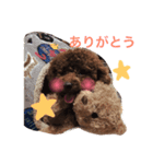 トイプードルのショコラくん（個別スタンプ：12）