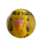 セキセインコの方言（個別スタンプ：5）