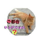 猫スタンプ  4（個別スタンプ：4）