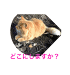 猫スタンプ  4（個別スタンプ：6）