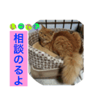 猫スタンプ  4（個別スタンプ：37）