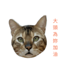 big head cat！！！（個別スタンプ：1）