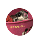 sugarglider* family（個別スタンプ：1）