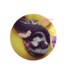 sugarglider* family（個別スタンプ：5）