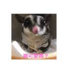 sugarglider* family（個別スタンプ：8）