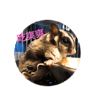 sugarglider* family（個別スタンプ：12）