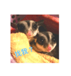 sugarglider* family（個別スタンプ：13）