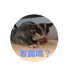 sugarglider* family（個別スタンプ：14）