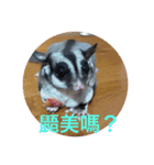 sugarglider* family（個別スタンプ：16）