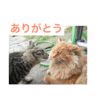 さくら猫は愛され猫（個別スタンプ：1）