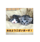 さくら猫は愛され猫（個別スタンプ：2）