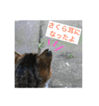 さくら猫は愛され猫（個別スタンプ：3）