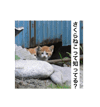 さくら猫は愛され猫（個別スタンプ：6）