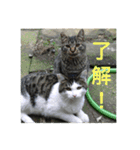 さくら猫は愛され猫（個別スタンプ：7）