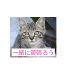 さくら猫は愛され猫（個別スタンプ：9）