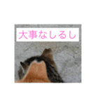 さくら猫は愛され猫（個別スタンプ：10）