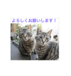 さくら猫は愛され猫（個別スタンプ：11）