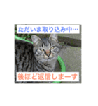 さくら猫は愛され猫（個別スタンプ：13）