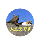 さくら猫は愛され猫（個別スタンプ：15）