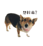 Fat Corgi Maji Mao（個別スタンプ：4）