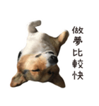 Fat Corgi Maji Mao（個別スタンプ：7）