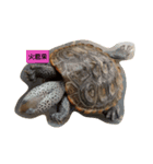 Turtle Road（個別スタンプ：3）