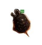 Turtle Road（個別スタンプ：4）