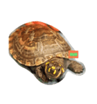 Turtle Road（個別スタンプ：5）