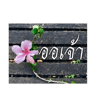 Thai Thai text（個別スタンプ：1）