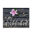 Thai Thai text（個別スタンプ：6）