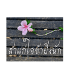 Thai Thai text（個別スタンプ：7）