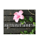 Thai Thai text（個別スタンプ：11）