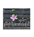 Thai Thai text（個別スタンプ：13）