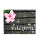 Thai Thai text（個別スタンプ：15）