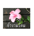 Thai Thai text（個別スタンプ：21）